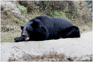 Bear at the Himalayan Zoo in Darjeeling