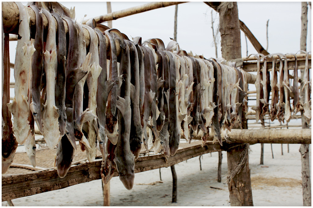 Sharks drying on the Kuakata beach