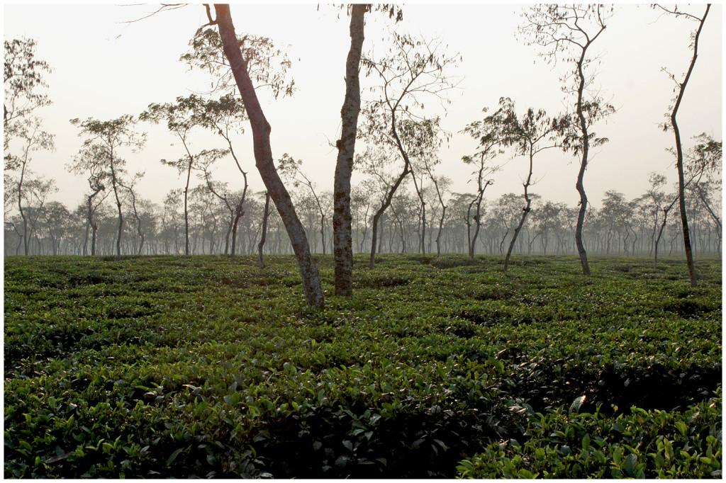Tea estates at sunset in Srimangal