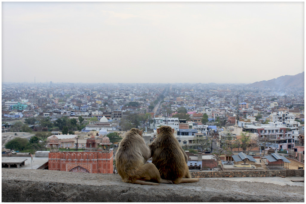 Monkeys on our way to the monkey temple