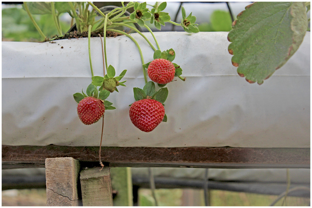 Cameron Highlands strawberries