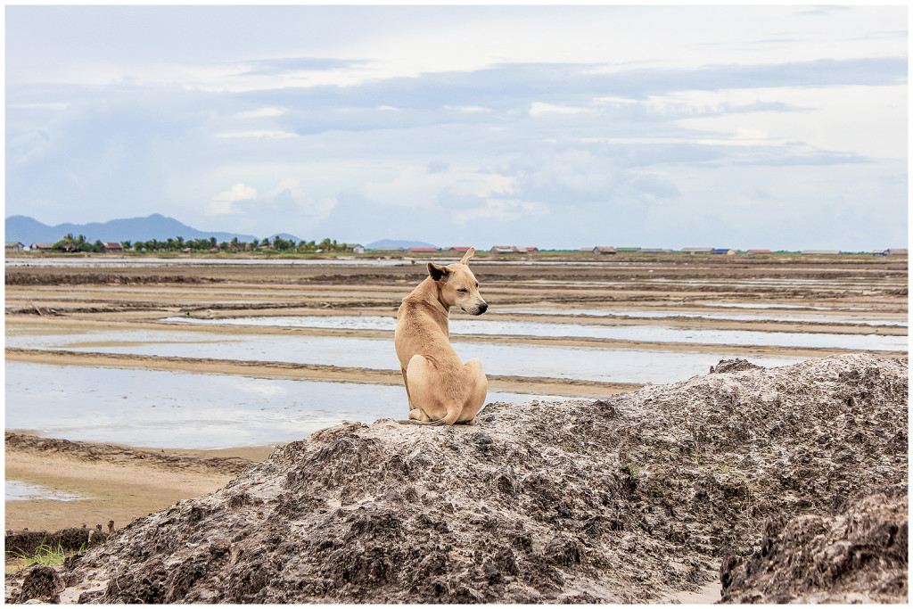 Kampot salt fields